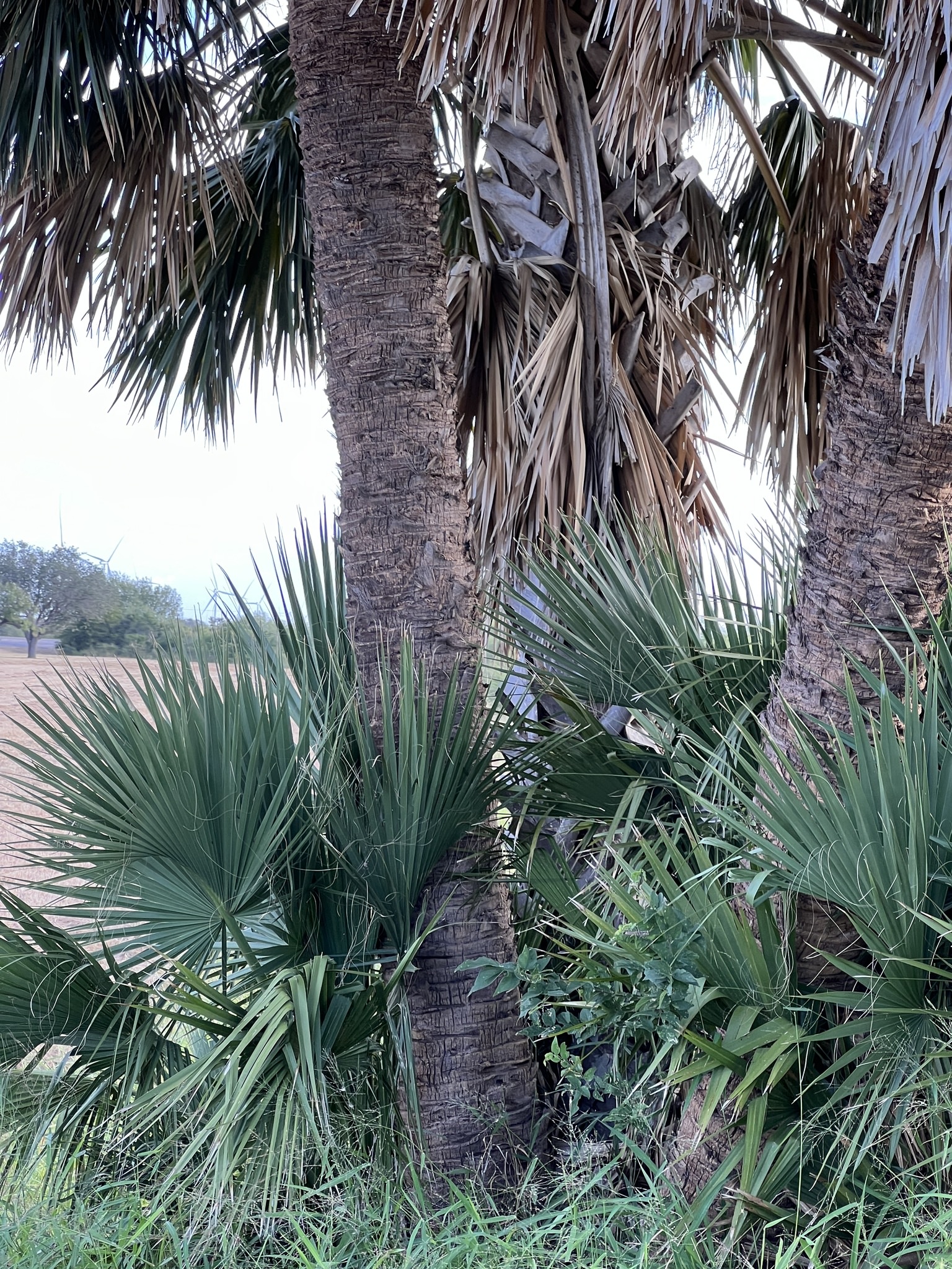 Sabal mexicana